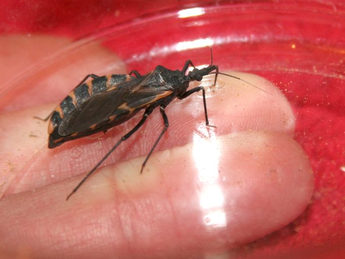 Don’t ‘freak out’: Kissing bug disease isn’t pretty, but it isn’t much of threat in Texas, expert says
