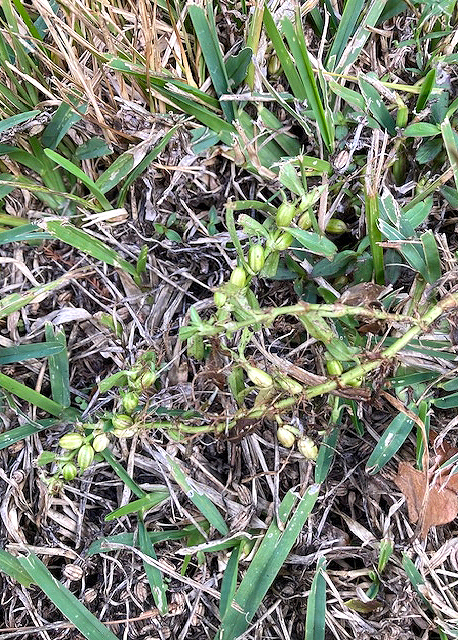 Sperry: Lawns of homeowner, neighbor plagued by invasive weed 